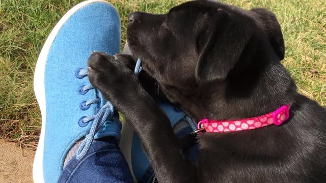 Cute black puppy chewing on a shoe string