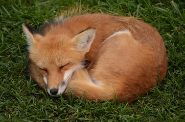 Fox curled up sleeping on green grass