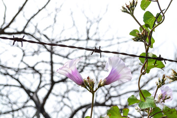 white flower with violet on a fence