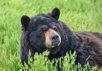 Grumpy bear in green field