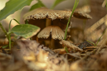 Jardín del misterio