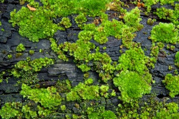 green moss texture in nature