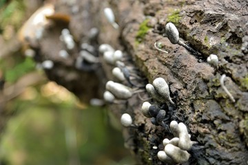 white mushrooms in timber in nature