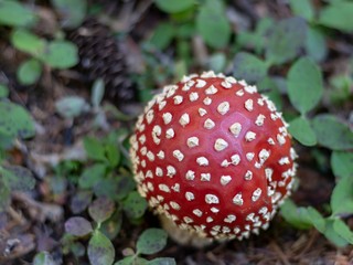 fly agaric in forest in olympic mountains