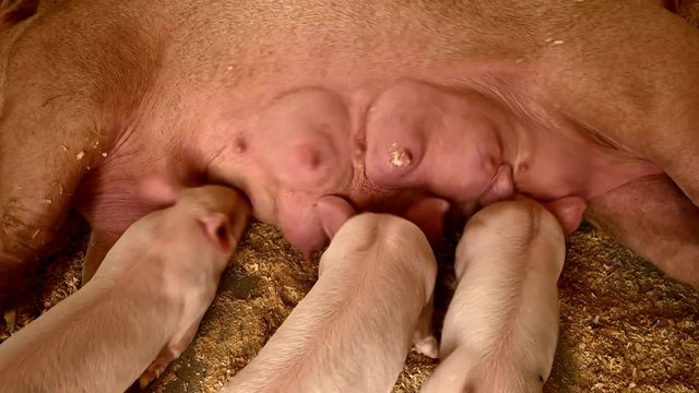 Eight hungry little nerwborn piglets sucking the teats of mother sow - cute and funny