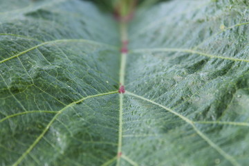 Macro Photo Of Natural Green Leaf Pattern for use as background.