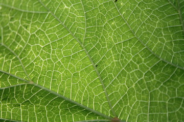 Macro Photo Of Natural Green Leaf Pattern for use as background.