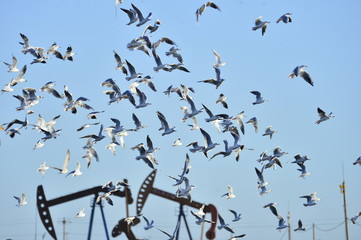 Oil pump and a beautiful bird