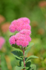 Pink flower on green backdrop room for text