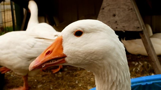 Close up clip of a White Emden Goose with other geese in pen at a county fair
