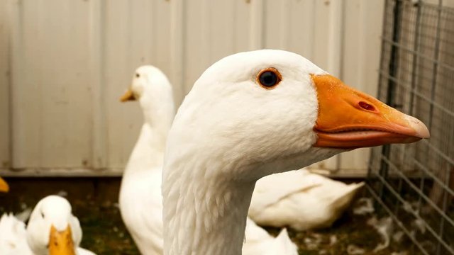 Close up clip of a White Emden Goose with other geese in pen at a county fair