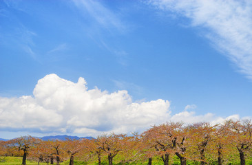 桜　散る　木　空　雲　素材