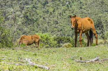 horses outdoors eating