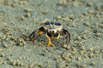 Female fiddle crab eating