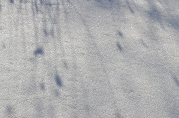 Shadows of grass on snowy background