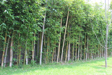Fototapeta na wymiar bamboo in the park
