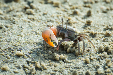 Male fiddle crab eating