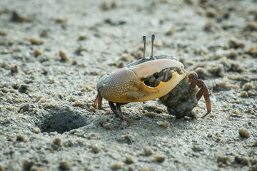 Fiddle crab fixing its home