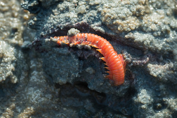 Obraz na płótnie Canvas Red sea centipede