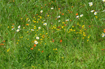 Background field of wildflowers in Minnesota