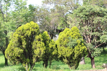 Fototapeta na wymiar trees and palm trees in the park