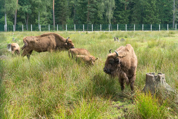 European bisons (iBison bonasus) n its natural habitat.