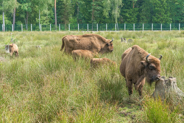 European bison ( Wisent, Zubr) in pasture in summer