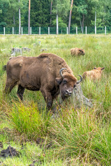 European bison ( Wisent, Zubr) in pasture in summer