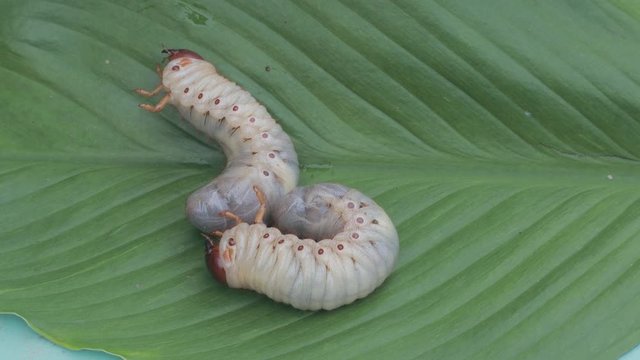 Dynastinae worm motion video footage on green leaf
