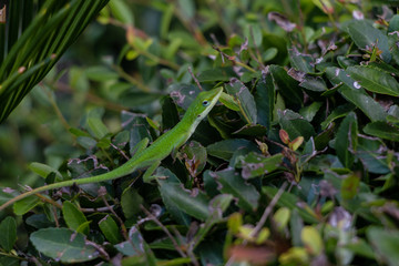 Green Anole Lizard on Bush