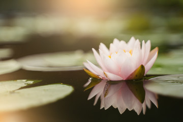 beautiful lotus flower on the water after rain in garden.