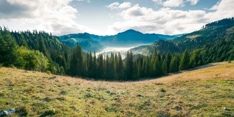Foto op Plexiglas panorama of mountain and foggy valley. beautiful landscape with spruce forest on the hill. wonderful weather in Apuseni Natural Park of Romania at sunrise © Pellinni