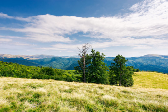 beech trees on the edge of a grassy hill. gorgeous cloudscape above grassy meadow. mountain ridge with alpine meadows in the distance. wonderful sunny day and good weather for outdoor activities