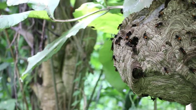 Big Wasp looking for food give Larva on wasp nest motion video footage
