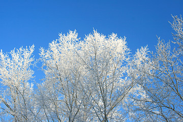 White all in the crystal hoarfrost of the top of the trees against the background of a very blue sky in the early morning frosty winter in January 