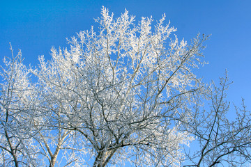 Obraz na płótnie Canvas The top of a tree against a blue sky in a frost in the early morning in the winter Hoarfrost