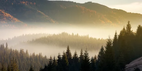 Poster beautiful foggy scenery in autumn at sunrise. fog rise above the distant valley and spruce forest on the hill © Pellinni