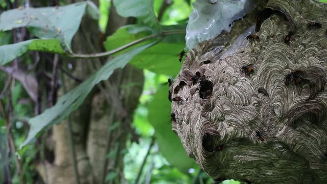 Big Wasp looking for food give Larva on wasp nest motion video footage
