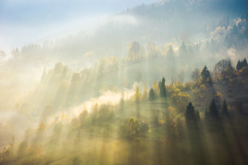 beautiful nature scene in fog. bursts of light come through haze among the trees down the hill....