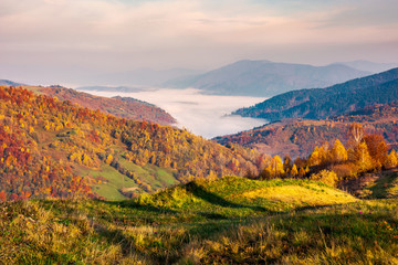 beautiful landscape at foggy autumn sunrise. red foliage on forested hills. cloud inversion in...