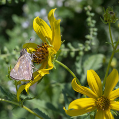 A small skipper butterfly probes its tongue in a yellow flower in the summer sunshine.