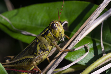 A large green and black grasshopper clings to a leafy green plant.