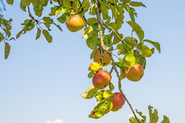 apples on a tree in summertime