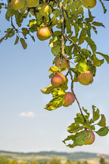 apples on a tree with german landscape in the background