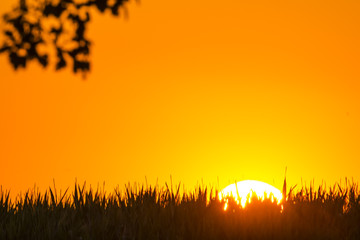 sunset in summertime with tree