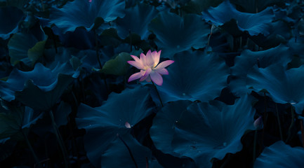 Lotus in full bloom in the pond