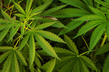 Naklejka na ściany i meble Cannabis grows in a suburban garden