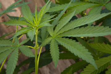 Cannabis grows in a suburban garden