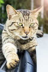 Caring for animals concept: ferocious cat