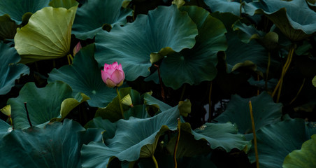 Fototapeta na wymiar Lotus in full bloom in the pond